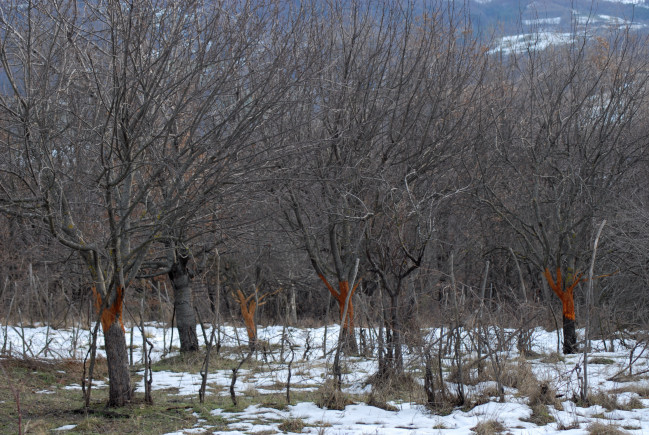 PASSIONE PER IL CERVO